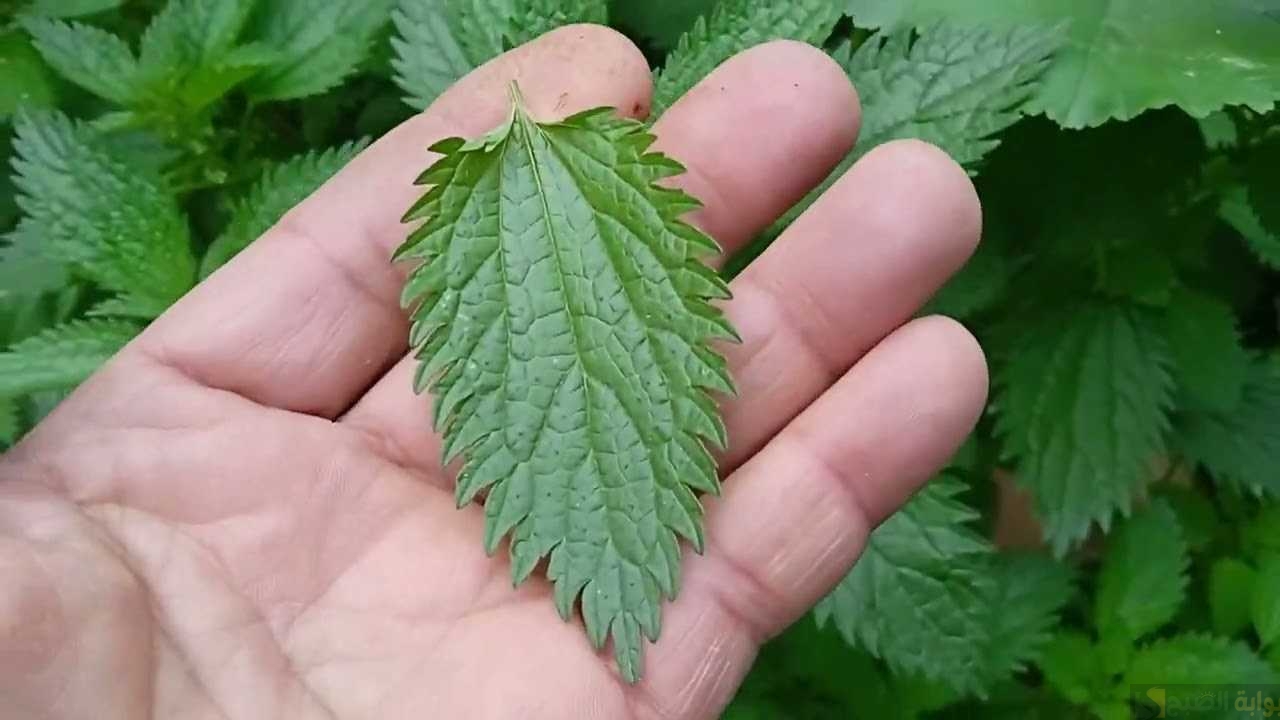 إذا رأيت تلك النبتة أحضرها لمنزلك لفائدتها التي لا مثيل لها