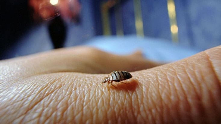 لو خايف من بق الفراش لازم تستعمل العشبة السحرية دي