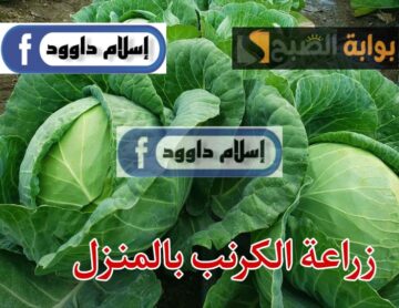 جارتي الشاطرة قالتلي عليها… اسهل طريقة لزرع الكرنب في البيت… النتيجة هتبهرك..!!