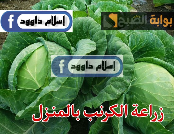جارتي الشاطرة قالتلي عليها… اسهل طريقة لزرع الكرنب في البيت… النتيجة هتبهرك..!!