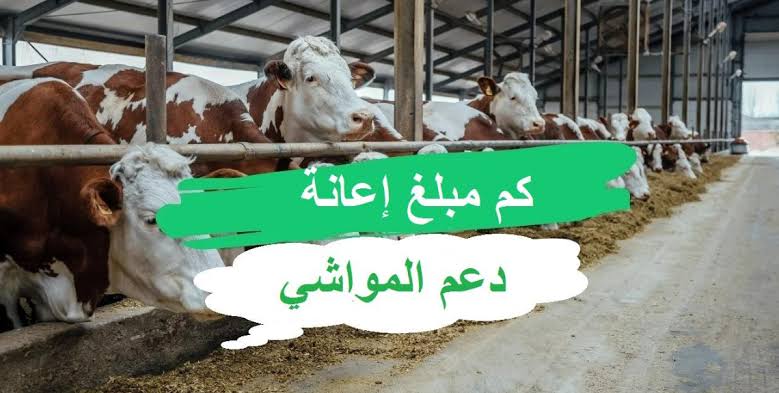 كم عدد المواشي التي تستحق الدعم في برنامج دعم صغار الماشية 1445 كم مبلغ الإعانة 5 كم عدد المواشي التي تستحق الدعم في برنامج دعم صغار الماشية 1445 كم مبلغ الإعانة