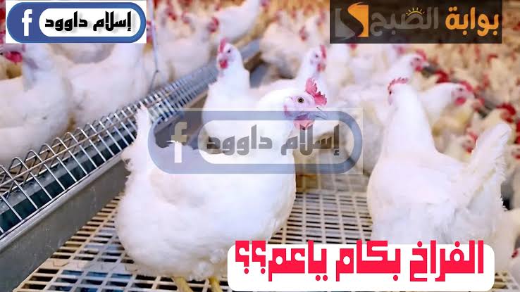 "الفراخ بكام ياعم".. انخفاض في أسعار الدواجن اليوم الجمعة 23 فبراير 2024 في المحلات 5 “الفراخ بكام ياعم”.. انخفاض في أسعار الدواجن اليوم الجمعة 23 فبراير 2024 في المحلات