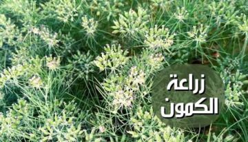 بالخطوات الصحيحة.. أفضل الطرق لزراعة الكمون خطوة بخطوة في منزلك بكل سهولة