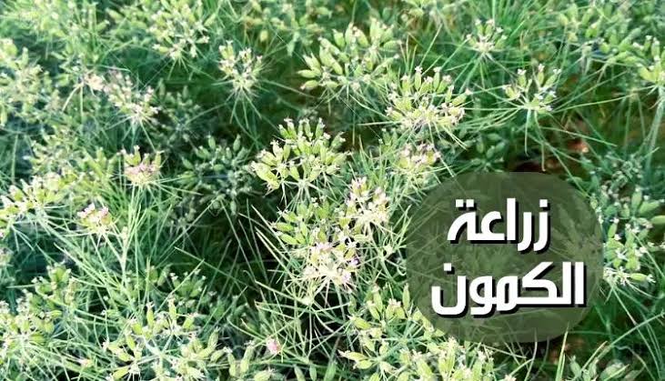 بالخطوات الصحيحة.. أفضل الطرق لزراعة الكمون خطوة بخطوة في منزلك بكل سهولة 5 بالخطوات الصحيحة.. أفضل الطرق لزراعة الكمون خطوة بخطوة في منزلك بكل سهولة