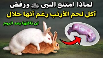 هل تناوله حلال أم حرام.. ولماذا رفض النبي صلى الله عليه وسلم تناول لحم الأرنب ؟!