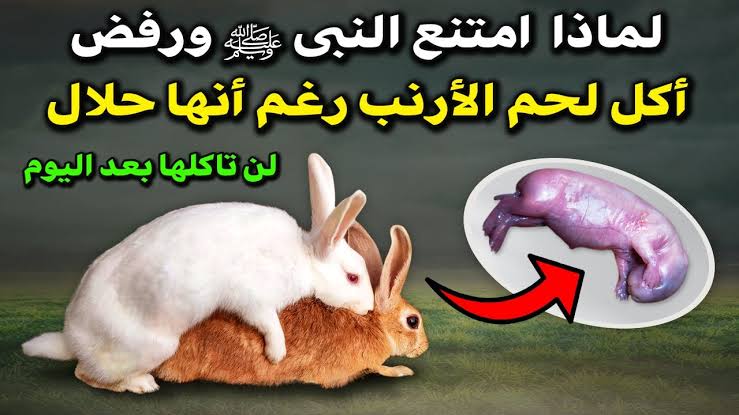 هل تناوله حلال أم حرام.. ولماذا رفض النبي صلى الله عليه وسلم تناول لحم الأرنب ؟! 5 هل تناوله حلال أم حرام.. ولماذا رفض النبي صلى الله عليه وسلم تناول لحم الأرنب ؟!