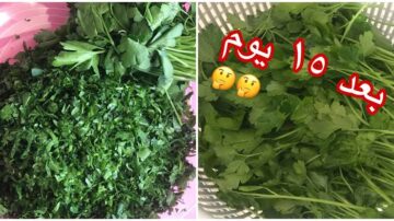 مش هيبوظ منها عود.. احتفظي بالكزبرة والشبت والبقدونس لأطول فترة كأنها طازة