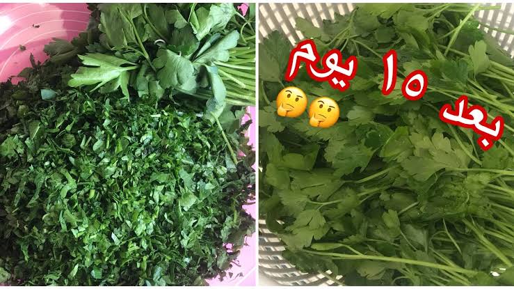 مش هيبوظ منها عود.. احتفظي بالكزبرة والشبت والبقدونس لأطول فترة كأنها طازة 5 مش هيبوظ منها عود.. احتفظي بالكزبرة والشبت والبقدونس لأطول فترة كأنها طازة