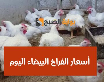بكام الفرخة يا عم… أسعار الفراخ اليوم الجمعة 2 فبراير 2024 في محلات الدواجن والمزارع!!