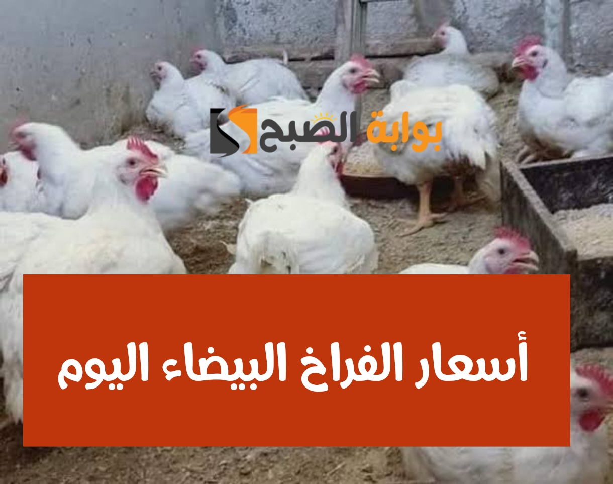 بكام الفرخة يا عم... أسعار الفراخ اليوم الجمعة 2 فبراير 2024 في محلات الدواجن والمزارع!! 5 بكام الفرخة يا عم… أسعار الفراخ اليوم الجمعة 2 فبراير 2024 في محلات الدواجن والمزارع!!