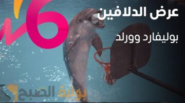 موعد ورابط حجز تذاكر عرض الدلافين في بوليفارد وورلد 2024