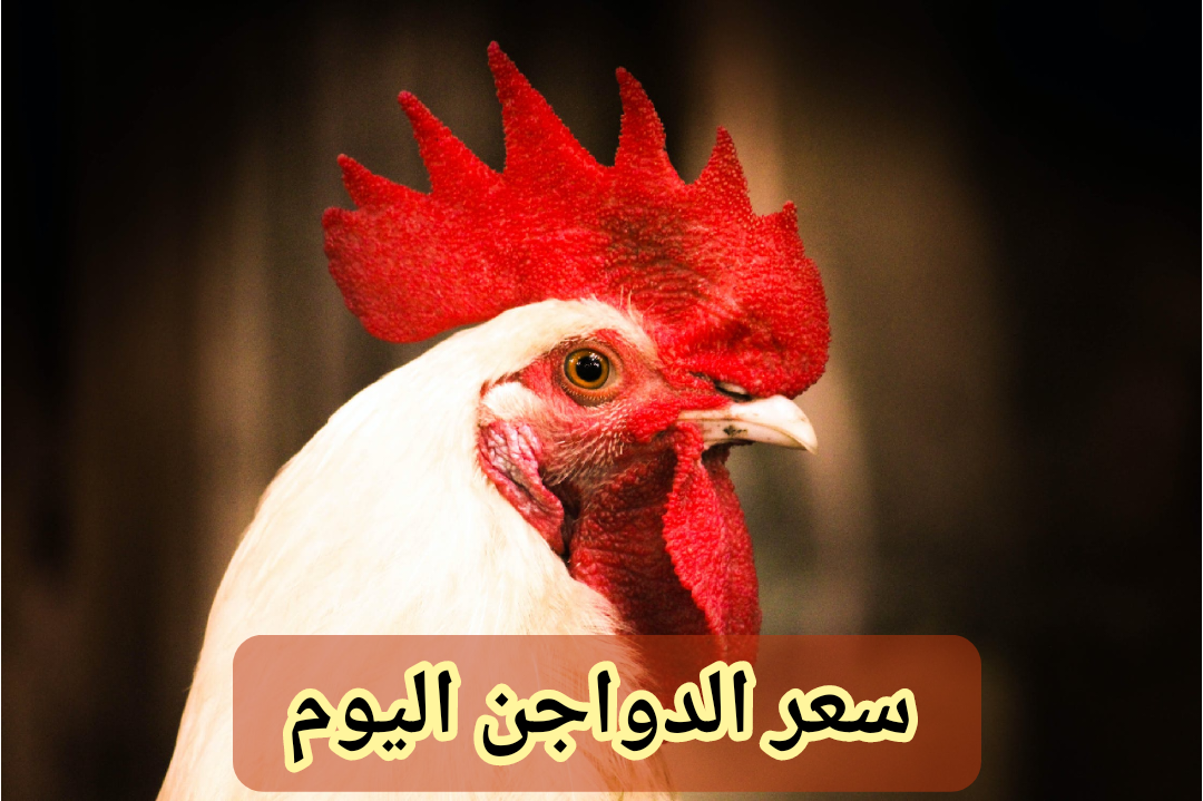 "وصلت كام النهاردة".. أسعار الفراخ اليوم الأحد 4 فبراير 2024 في مصر ومفاجأة في سعر كرتونة البيض 5 “وصلت كام النهاردة”.. أسعار الفراخ اليوم الأحد 4 فبراير 2024 في مصر ومفاجأة في سعر كرتونة البيض