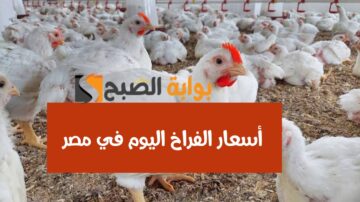 “الفراخ بكام النهاردة”.. انخفاض جديد في أسعار الفراخ اليوم الجمعة 16 فبراير 2024
