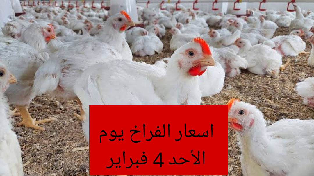 "بكام الفراخ ياعم".. اسعار الفراخ والبيض اليوم الاحد 4 فبراير 2024 5 “بكام الفراخ ياعم”.. اسعار الفراخ والبيض اليوم الاحد 4 فبراير 2024