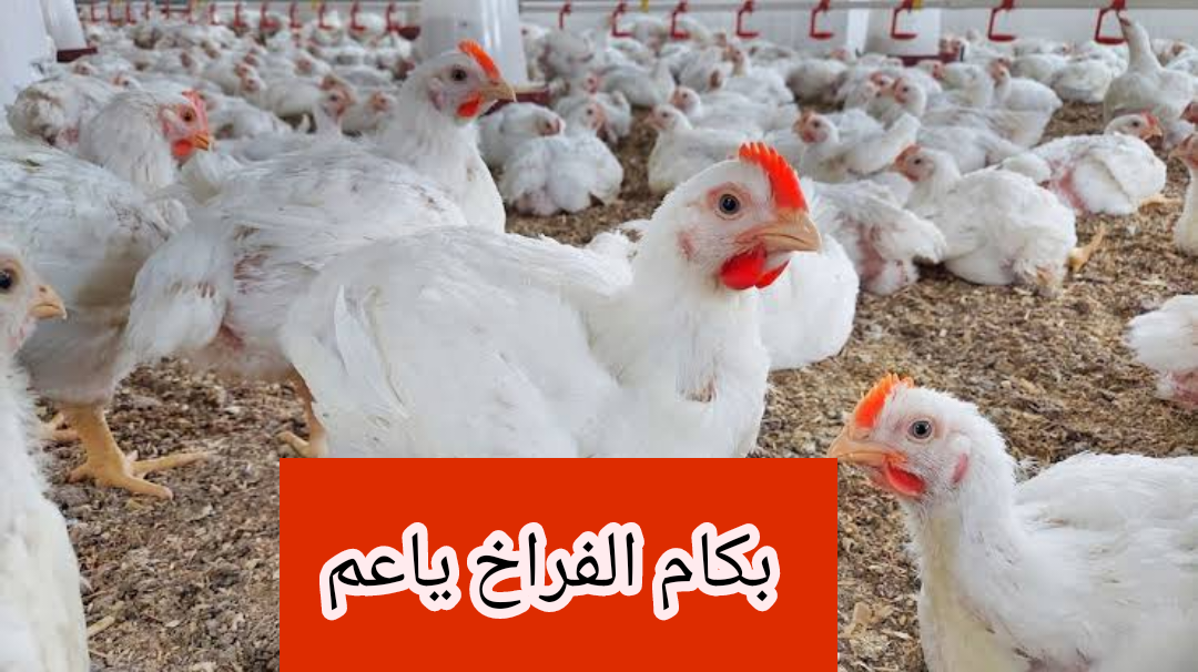 بكام الفراخ ياعم.. تعرف على اسعار الفراخ اليوم الثلاثاء 6 فبراير 2024 5 بكام الفراخ ياعم.. تعرف على اسعار الفراخ اليوم الثلاثاء 6 فبراير 2024