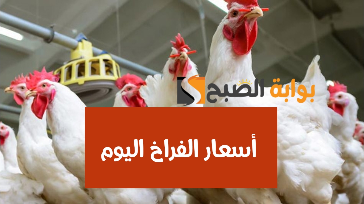 ”الفراخ بكام النهاردة“.. انخفاض جديد في أسعار الدواجن اليوم الأحد 25 فبراير 2024 في المحلات 5 ”الفراخ بكام النهاردة“.. انخفاض جديد في أسعار الدواجن اليوم الأحد 25 فبراير 2024 في المحلات