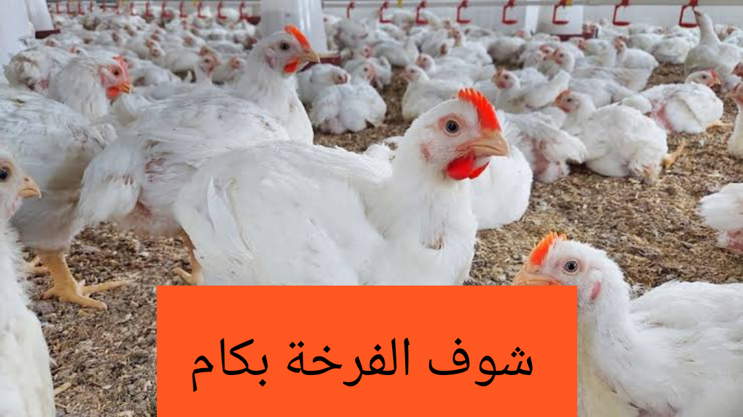 شوف الفرخة بكام.. تعرف على أسعار الفراخ والبيض اليوم الخميس 8 فبراير 2024 5 شوف الفرخة بكام.. تعرف على أسعار الفراخ والبيض اليوم الخميس 8 فبراير 2024