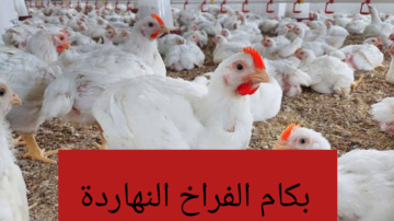 “بكام الفراخ النهاردة”.. انخفاض اسعار الفراخ اليوم الجمعة 9 فبراير 2024