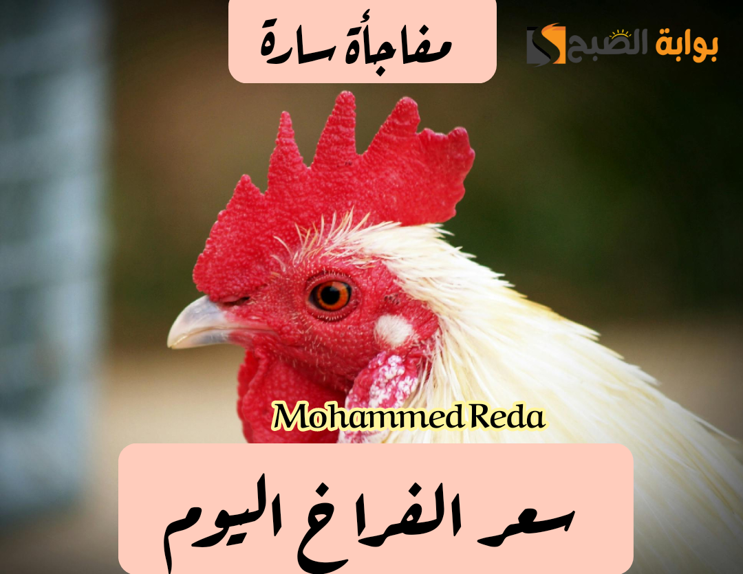 خزن قبل رمضان.. مفاجأة في أسعار الفراخ اليوم الأحد 25 فبراير 2024.. وكم يبلغ ثمن البط 5 خزن قبل رمضان.. مفاجأة في أسعار الفراخ اليوم الأحد 25 فبراير 2024.. وكم يبلغ ثمن البط
