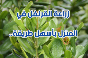 خلي ريحة البيت دايما حلوة.. أفضل توقيت لزراعة القرنفل في المنزل وطريقة الزراعة خطوة بخطوة