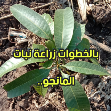 مترميش بذرتها بعد ما تاكلها تاني وخلي منظر البيت جميل.. زراعة أشجار المانجو خطوة بخطوة في المنزل