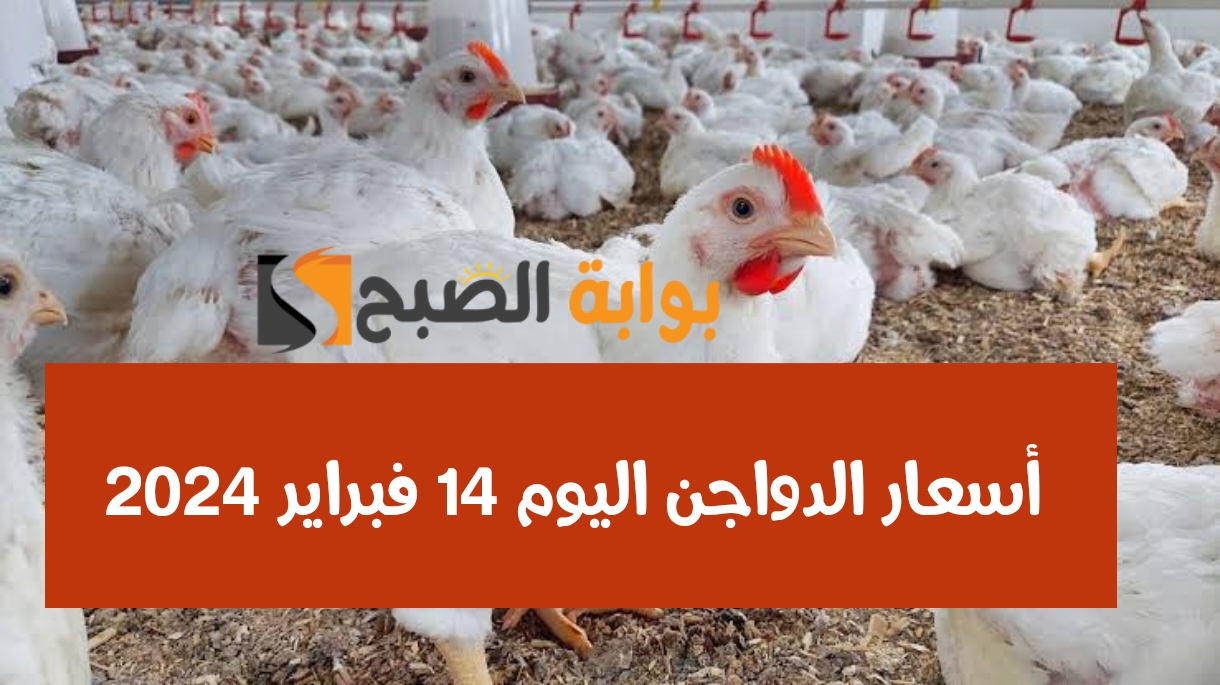 تراجع كبير في سعر الفراخ بمصر اليوم الأربعاء 14 فبراير 2024.. فرحة للمصريين بمناسبة شهر رمضان 5 تراجع كبير في سعر الفراخ بمصر اليوم الأربعاء 14 فبراير 2024.. فرحة للمصريين بمناسبة شهر رمضان