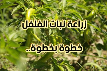 ازرعه في البيت ووفر فلوس كتير.. كيفية زراعة الفلفل خطوة بخطوة في فناء منزلك