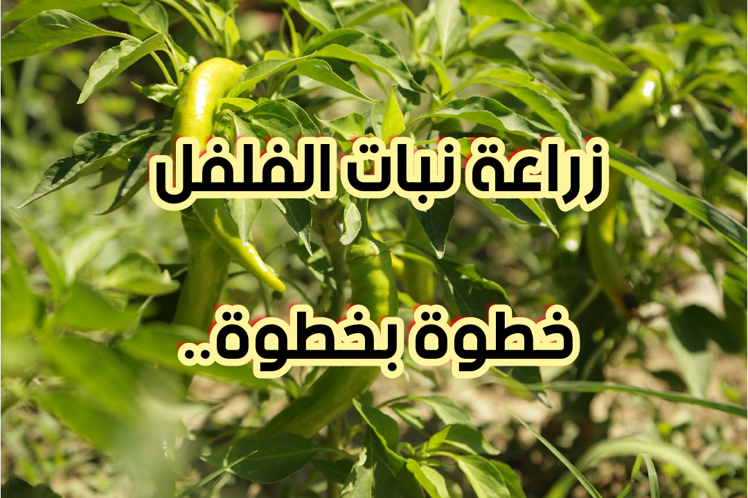 ازرعه في البيت ووفر فلوس كتير.. كيفية زراعة الفلفل خطوة بخطوة في فناء منزلك 5 ازرعه في البيت ووفر فلوس كتير.. كيفية زراعة الفلفل خطوة بخطوة في فناء منزلك
