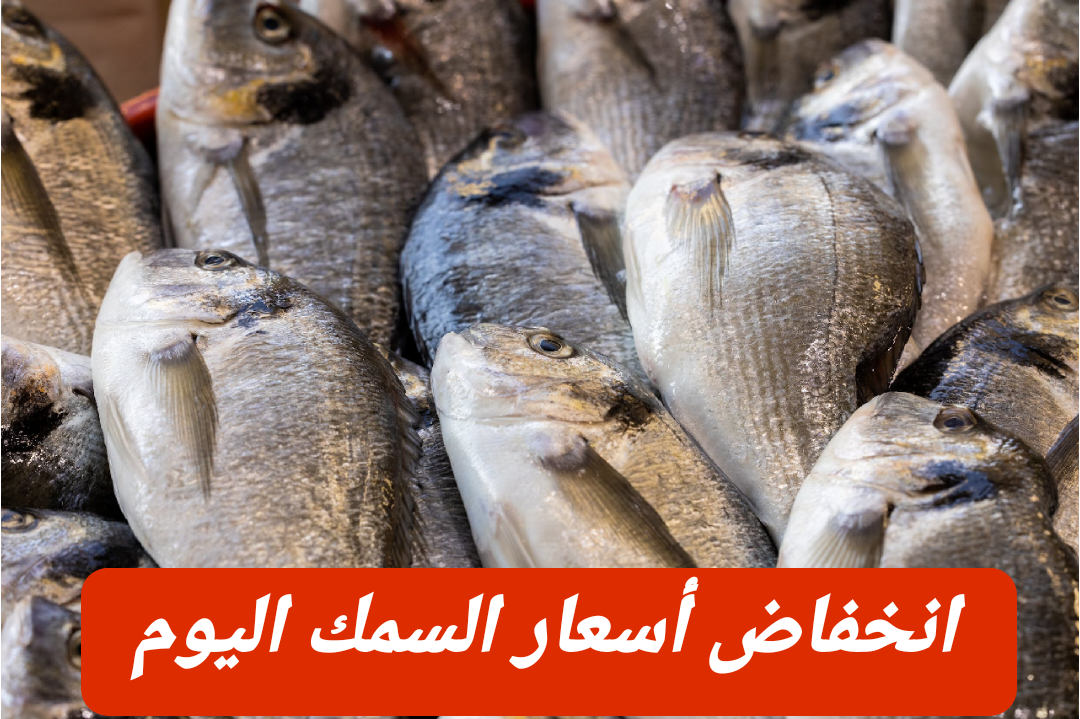 بكام البوري والبلطي؟.. أسعار السمك اليوم الأحد 18 فبراير 2024 في الأسواق 5 بكام البوري والبلطي؟.. أسعار السمك اليوم الأحد 18 فبراير 2024 في الأسواق
