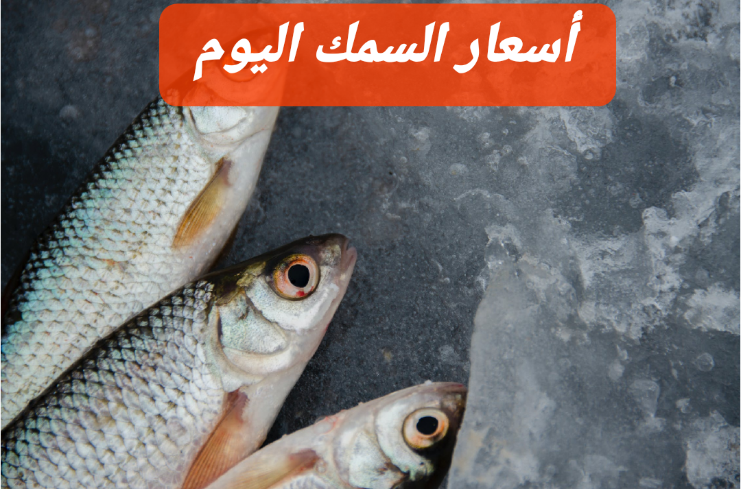 البلطي بكام؟.. «سعر السمك» اليوم الجمعة 16-2-2024 في الأسواق المصرية 5 البلطي بكام؟.. «سعر السمك» اليوم الجمعة 16-2-2024 في الأسواق المصرية
