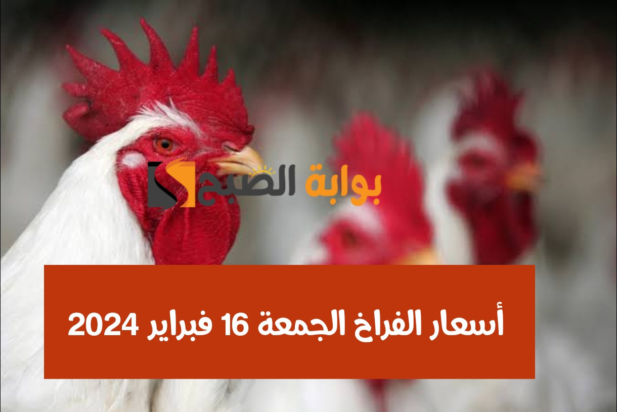بعد انخفاض سعر الأعلاف.. أسعار الفراخ اليوم 16 فبراير 2024 في المزرعة والأسواق المصرية 5 بعد انخفاض سعر الأعلاف.. أسعار الفراخ اليوم 16 فبراير 2024 في المزرعة والأسواق المصرية