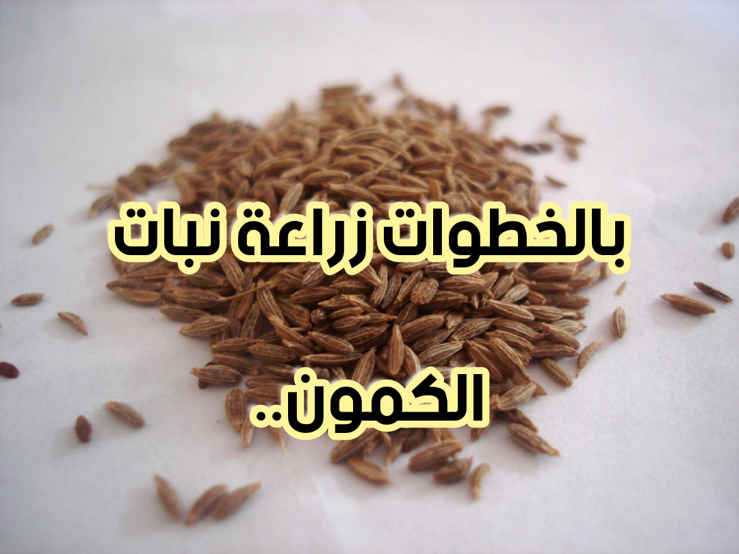 اجعل حديقة منزلك إقتصادية.. طريقة زراعة الكمون خطوة بخطوة؟!! 6 اجعل حديقة منزلك إقتصادية.. طريقة زراعة الكمون خطوة بخطوة؟!!