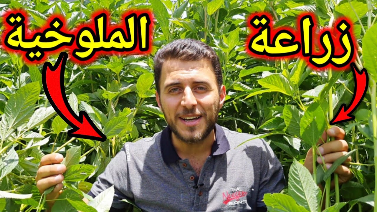 طريقة زراعة الملوخية في المنزل بحزمة ملوخية من الثلاجة بكل احترافية وبأقل التكاليف مش هتشتري من برة تاني