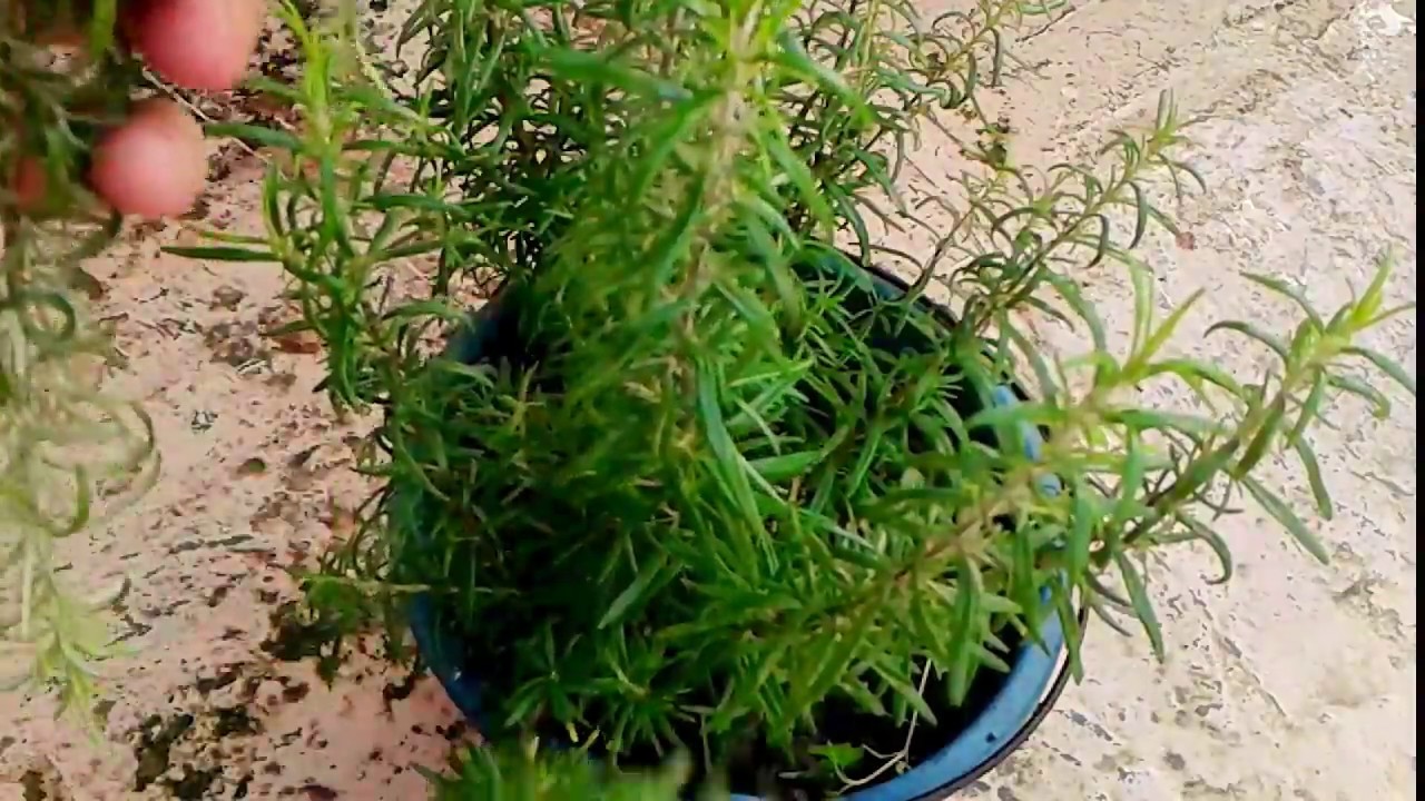 عطري بيتك ووفري فلوسك.. اتعلمي طريقة زراعة عشبة إكليل الجبل في المنزل بخطوات سهلة 5 عطري بيتك ووفري فلوسك.. اتعلمي طريقة زراعة عشبة إكليل الجبل في المنزل بخطوات سهلة