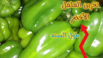 دون أن يفسد.. طريقة تخزين الفلفل الأخضر في الفريزر لفترة طويلة هيفضل طازة وكأنك لسة شرياه