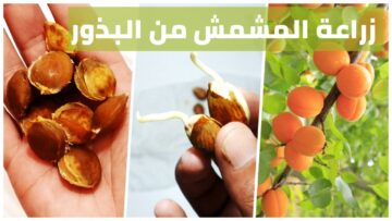 بأقل التكاليف.. أسهل طريقة زراعة المشمش في البيت من البذور من البداية حتى الحصاد مش هتشتري من برة تاني