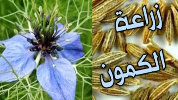 متشترهوش تاني من برة.. أسهل طريقة زراعة الكمون في البيت بكل سهولة واحترافية وبأقل التكاليف مش هتشيلي هم