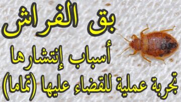 بدون مبيدات.. طريقة التخلص من بق الفراش نهائيا بدون استخدام مواد كيميائية هيختفوا من بيتك تماماً
