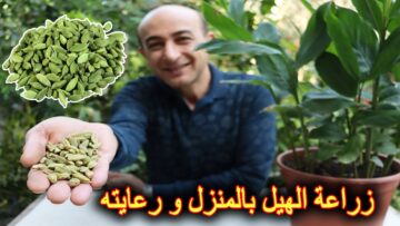 متشترهوش من العطار تاني.. طريقة زراعة الحبهان أو الهيل في البيت من البذور من البداية وكيفية العناية به حتى الحصاد هتوفري فلوسك