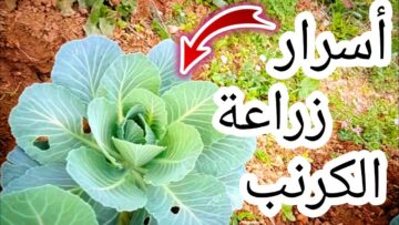 مش هتشتري تاني.. طريقة زراعة الكرنب في البيت من البذور بكل احترافية وبأقل التكاليف بخطوات بسيطة وسهلة