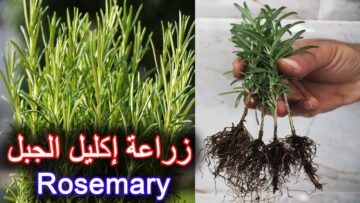 من انهارده مش هنشتريه تاني .. اتعلمي طريقة زراعة الروزماري للتمتع برائحة عطرية مميزة