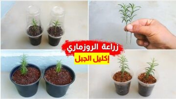 في البلكونة هتزرعيه برائحته العطرية .. طريقة زراعة الروزماري العطري للمبتدئين بخطوات سهلة