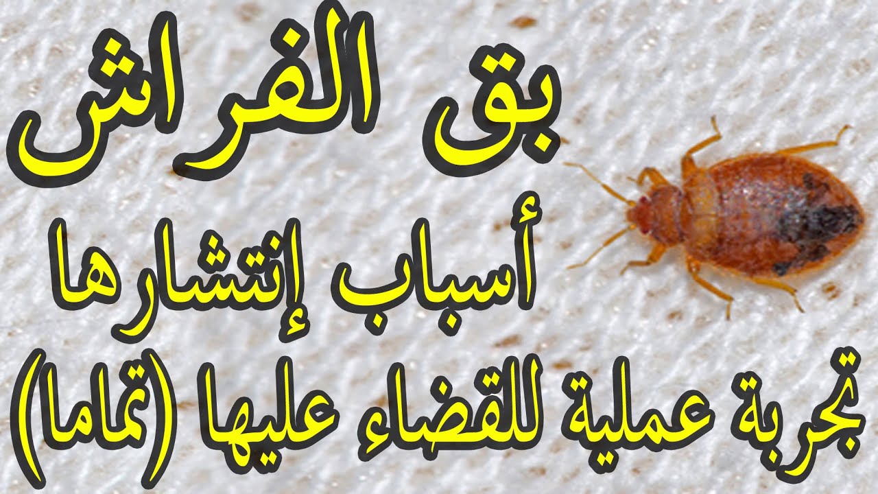 فكرة جنان.. التخلص من البق والحشرات نهائيا وللابد بدون مبيدات ولا تعب بطريقة عبقرية مذهلة.. الاقوى على الاطلاق