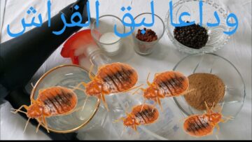 اقوي من المبيد.. مكون سحري لطرد حشرة بق الفراش والصراصير في دقائق من منزلك هتهرب بدون رجوع