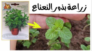 وداعا لغلاء الأسعار طريقة عبقرية لزراعة النعناع الأخضر من حزمة نعناع في الثلاجة بكل احترافية مش هتشتريه من بره تاني