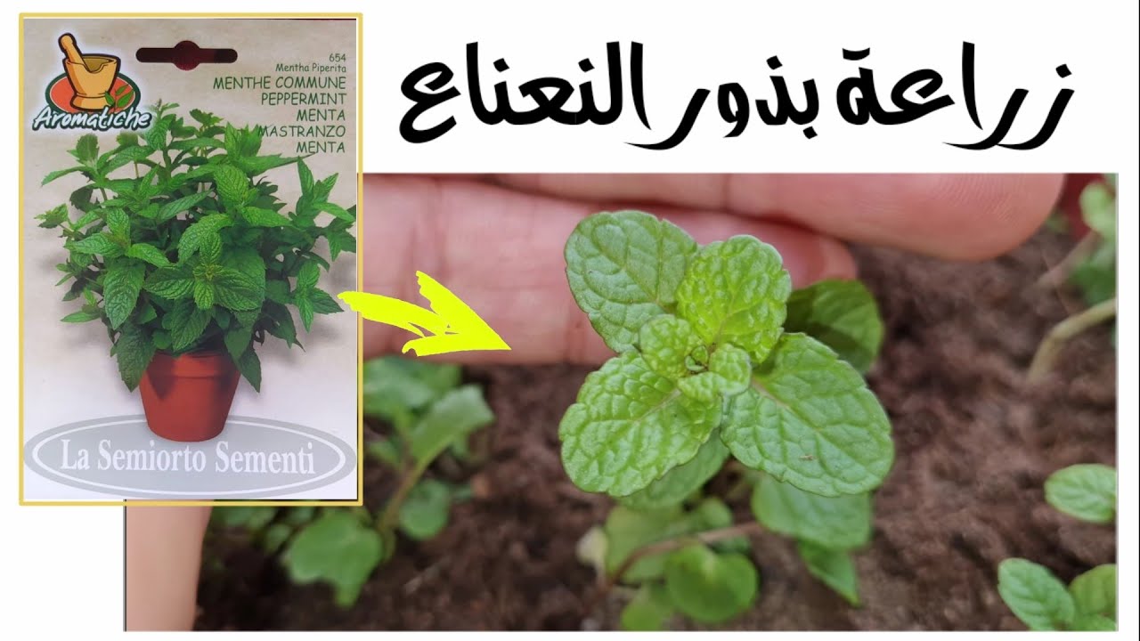 وداعا لغلاء الأسعار طريقة عبقرية لزراعة النعناع الأخضر من حزمة نعناع في الثلاجة بكل احترافية مش هتشتريه من بره تاني 5 وداعا لغلاء الأسعار طريقة عبقرية لزراعة النعناع الأخضر من حزمة نعناع في الثلاجة بكل احترافية مش هتشتريه من بره تاني