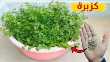 ولا يهمك سعره الغالي.. طريقة سحرية لزراعة الكزبرة من البذور حتي الحصاد بكل احترافية في 10 دقائق