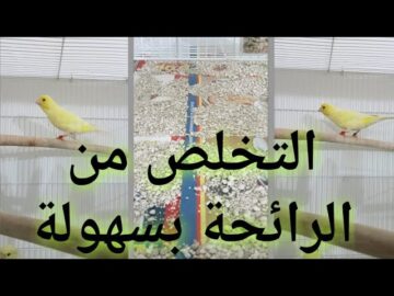وداعاً للاحراج.. اسهل طريقة التخلص من رائحة الطيور الكريهة في المنزل وتطهير المكان من البكتيريا والجراثيم