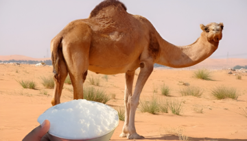 عمرها ما خطرت على بالنا.. ما هي فوائد تناول لبن الإبل للأطفال كل يوم وما قيمته الغذائية لصحة الإنسان؟!