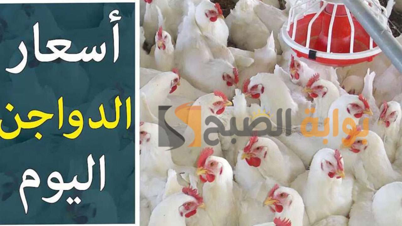 أسعار الدواجن والبيض اليوم الجمعة 9 فبراير في مصر